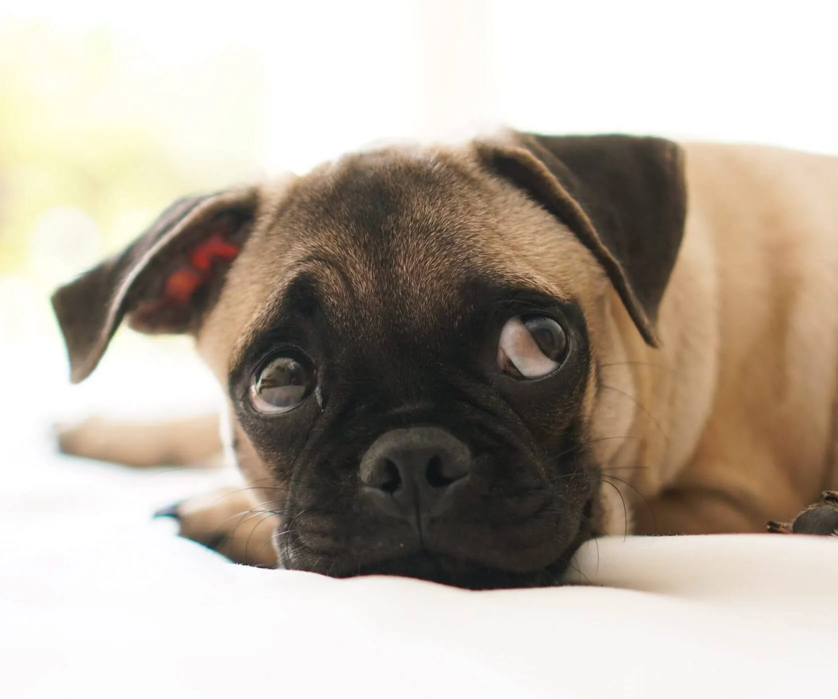 نحوه کاهش اضطراب جدایی در سگ ها